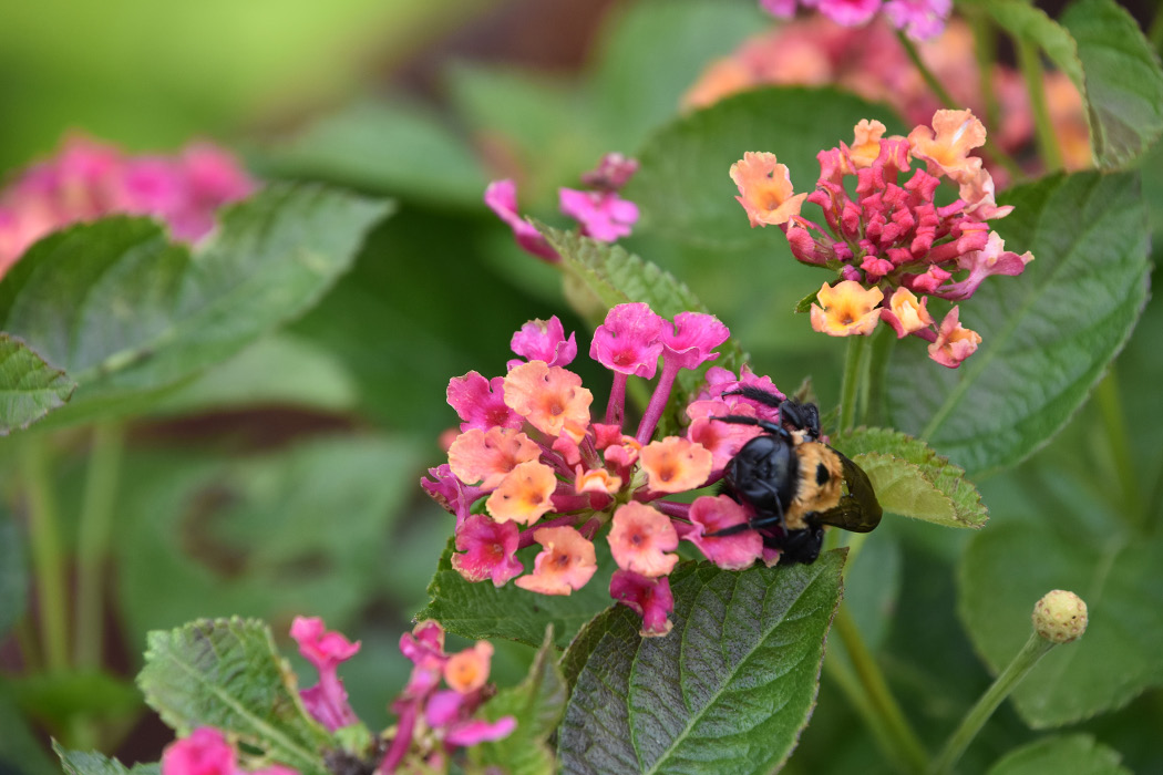 Close-up of a bee on a cluster of pink lantana flowers.